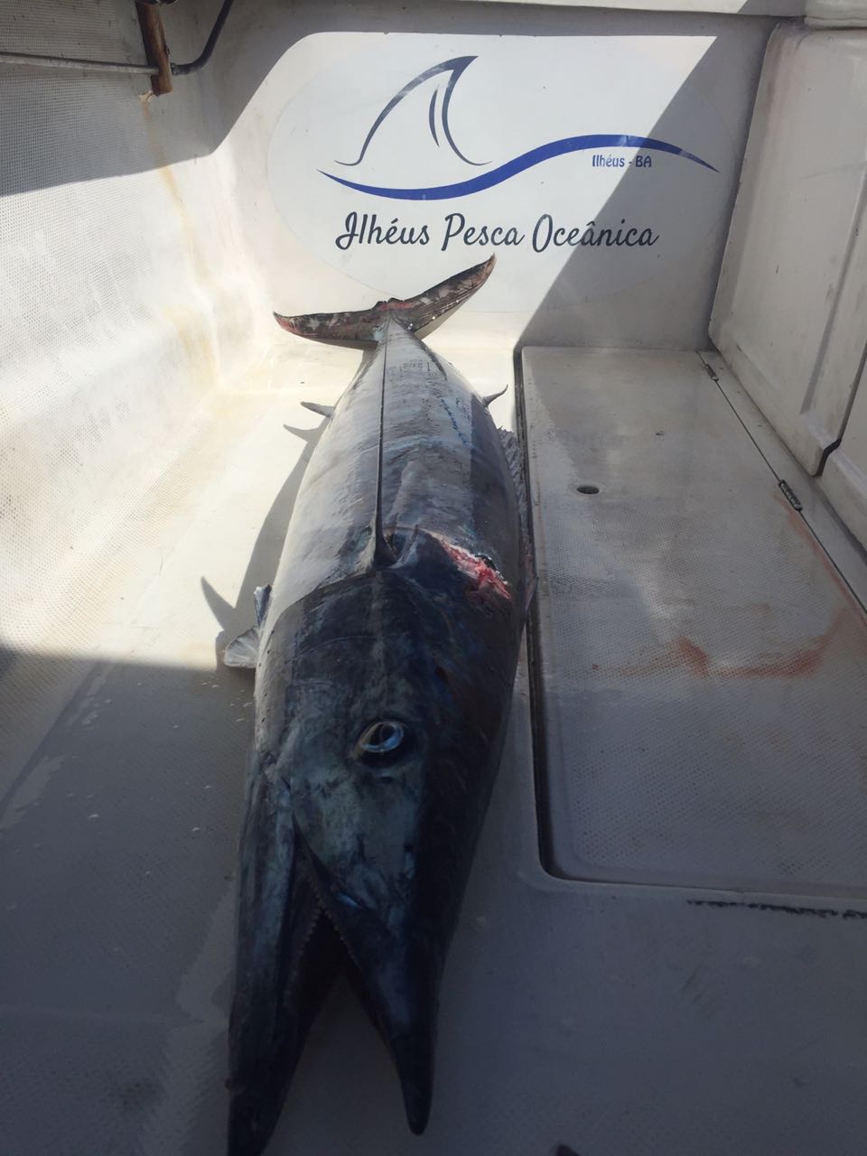 Pesca oceânica em Ilhéus - 16